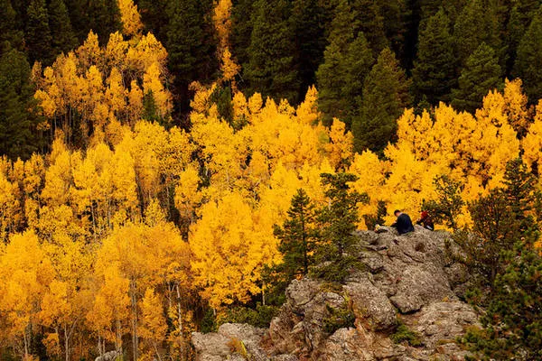 Rừng cây Aspen rực rỡ sắc vàng gần Nederland, Colorado, Mỹ. Ảnh: Rick Wilking/Reuters