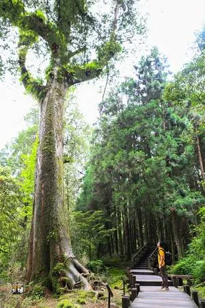 Rừng cây cổ thụ hàng nghìn năm tuổi ở Alishan.
