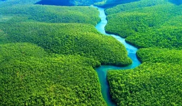 Rừng Hallerbos, Bỉ