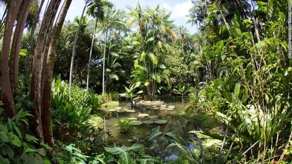 Rừng mưa nguyên sinh tại Vườn thực vật Singapore có tuổi đời hàng triệu năm.