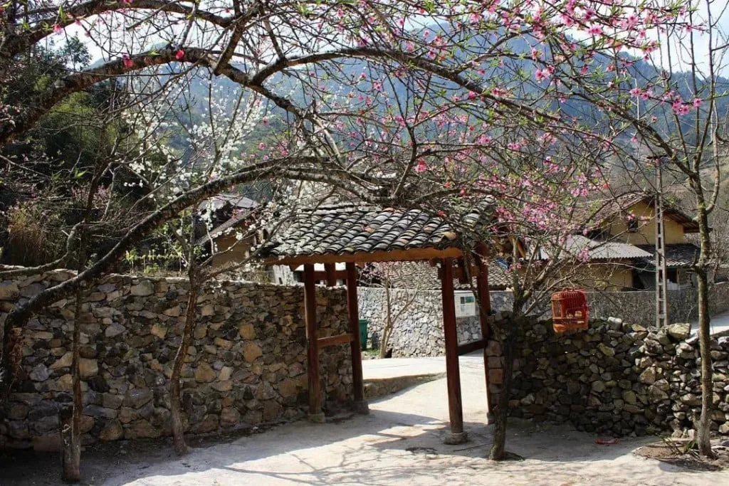 Rừng thông Yên Minh, Hà Giang với những hàng thông thẳng tắp