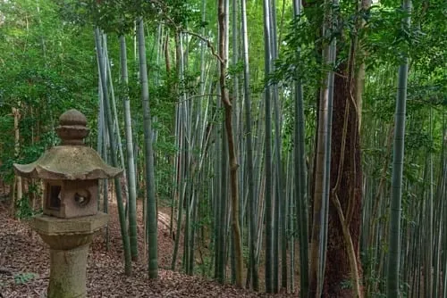 Rừng tre gần đền Iwashimizu Hachimangu ở Kyoto. Ảnh: mTaira.