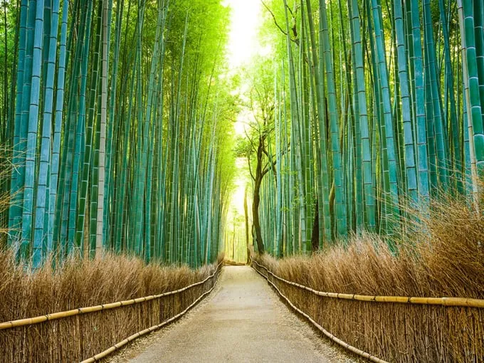 Rừng trúc Arashiyama ở Kyoto