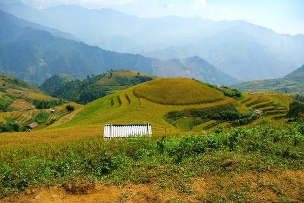 Ruộng bậc thang Chiềng Ân như mâm xôi vàng