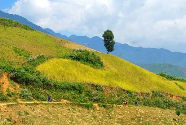 Ruộng bậc thang Chiềng Ân, Sơn La vào mùa lúa chín