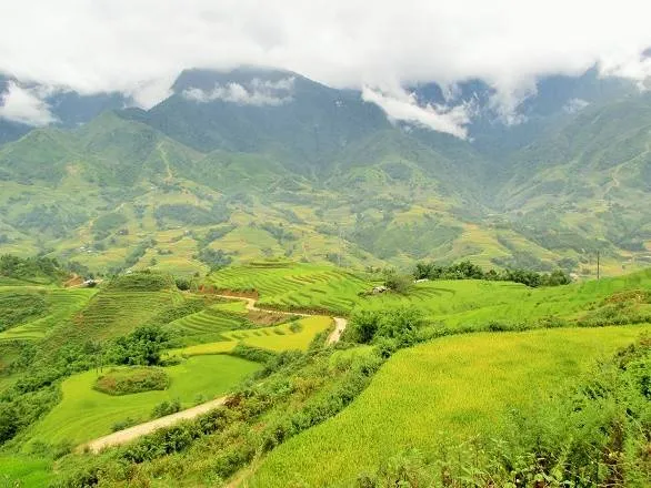 Ruộng bậc thang chín vàng tại Sapa