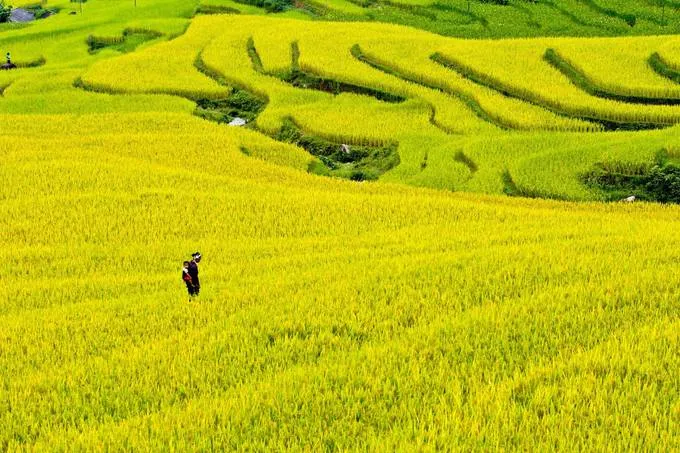 Ruộng bậc thang Hoàng Su Phì, Hà Giang mùa lúa chín
