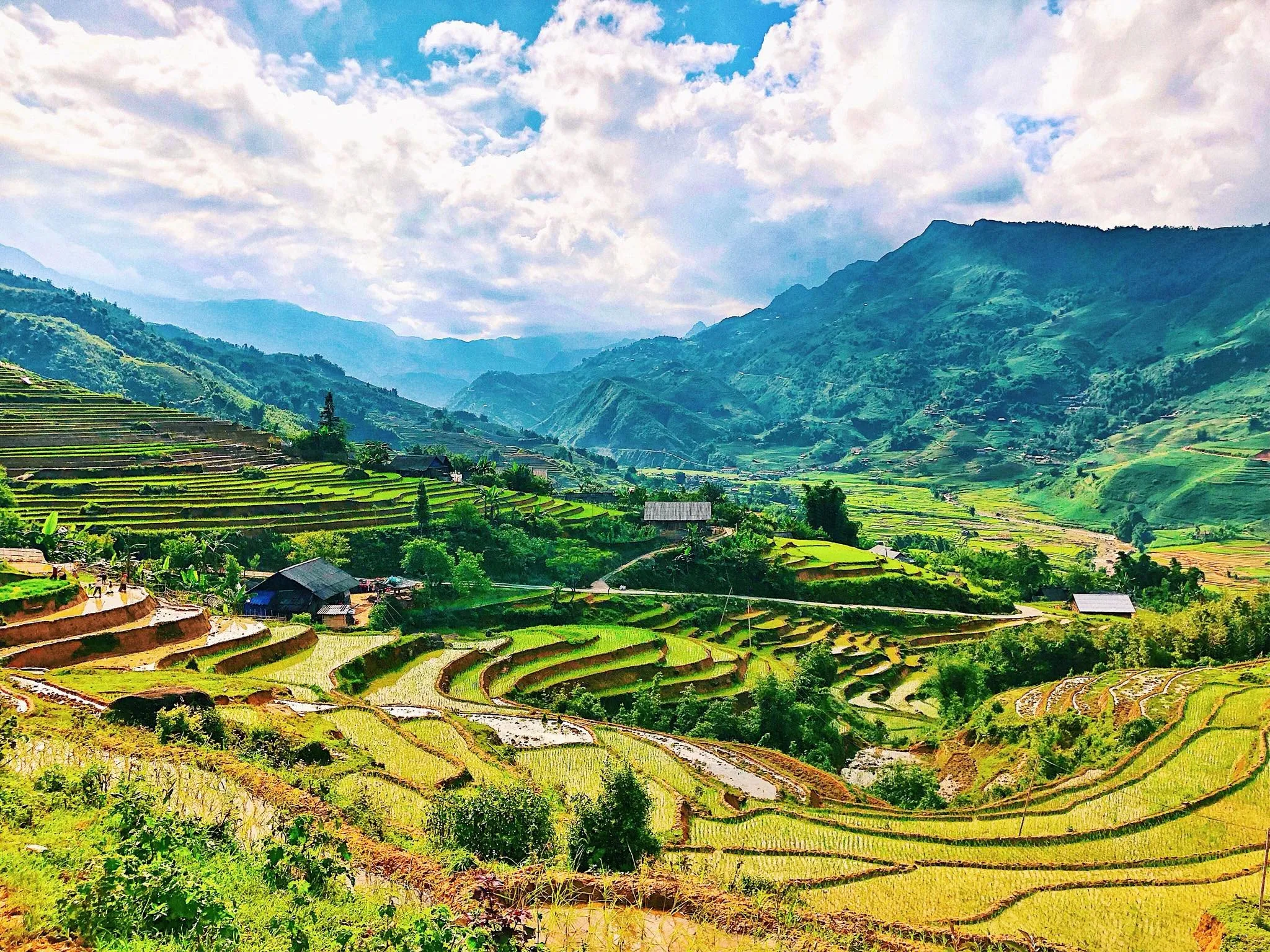 Ruộng bậc thang Sapa xanh mướt