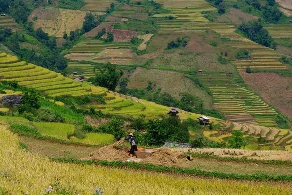 Ruộng bậc thang vàng óng ở Chiềng Ân, Sơn La