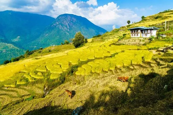 Ruộng bậc thang vàng óng ở làng Radi. Ảnh: Nguyễn Thanh Tùng