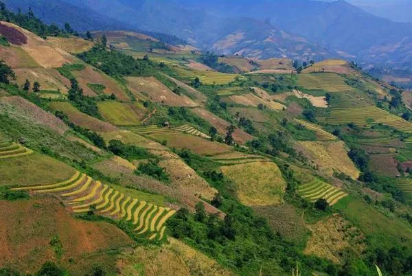 Ruộng bậc thang xanh xen lẫn vàng ở Chiềng Ân