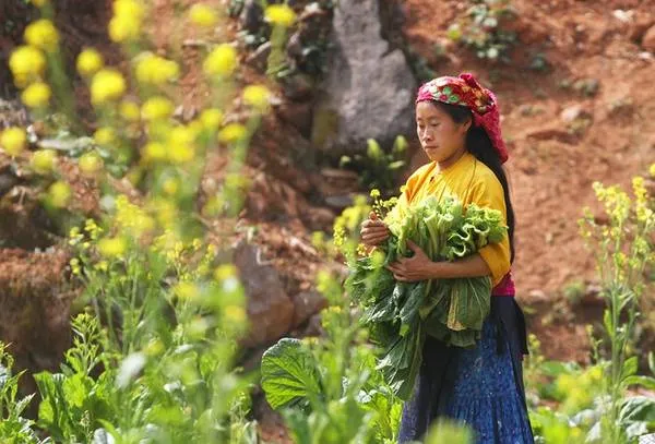 Ruộng bậc thang xen canh nhiều loại cây trồng