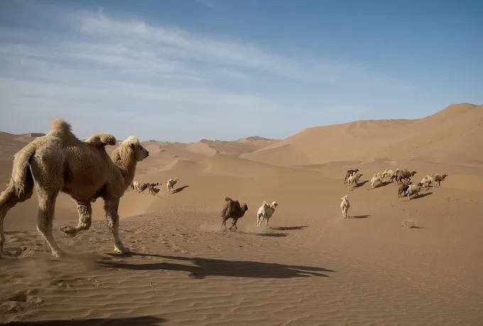 Sa mạc Gobi, một phần của đế quốc Mông Cổ, nằm trên con đường tơ lụa. Ảnh: Nicolas Asfouri/AFP.