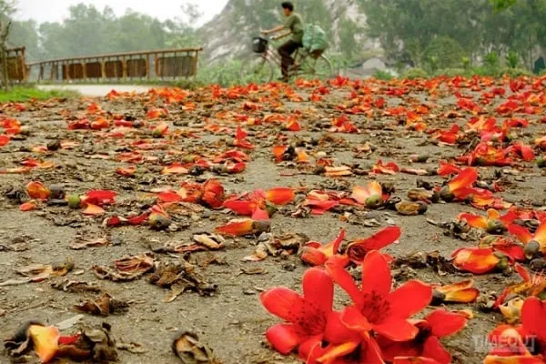 Sắc đỏ của hoa gạo tượng trưng cho sức sống mãnh liệt