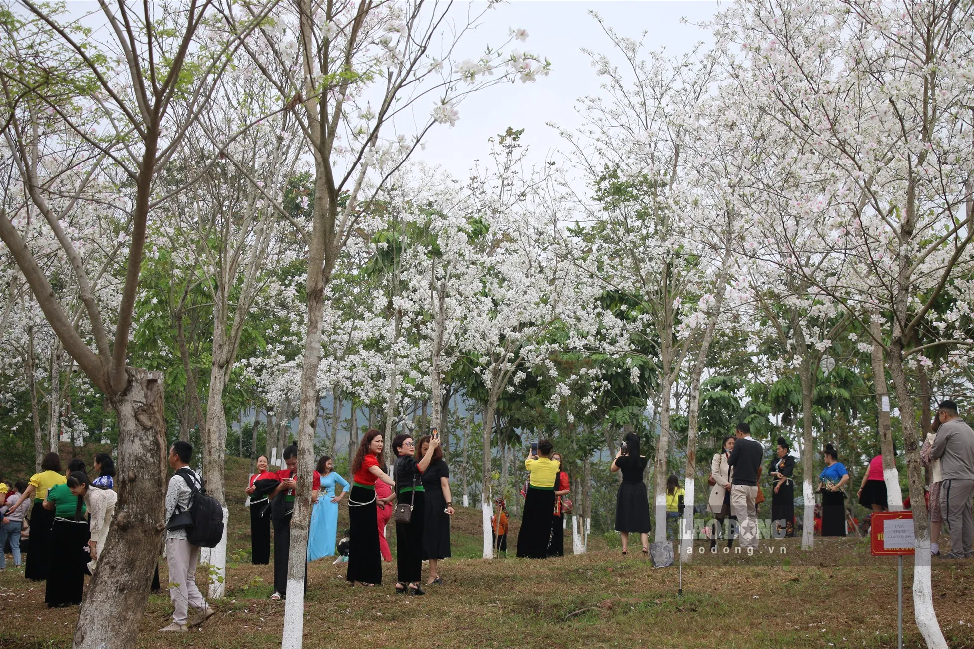 Sắc màu hoa ban