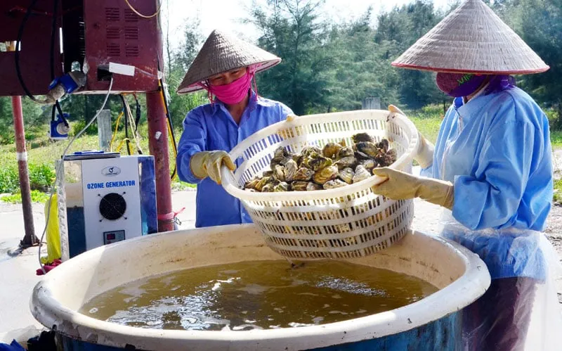 Sơ chế hàu sữa bằng ozone. Ảnh: Báo Quảng Ninh.