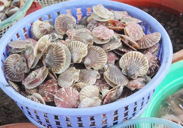 Sò điệp (Seo) với giá 120.000 đồng/kg