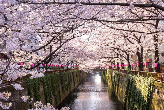 Sông Meguro - Ảnh: FAST JAPAN