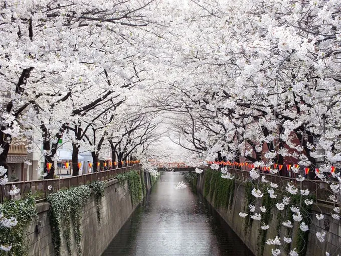 Sông Meguro ngập tràn hoa anh đào