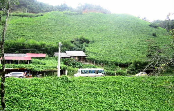 Su su được trồng bạt ngàn trên các sườn đồi ở San Sả Hồ, Sapa - Ảnh: N.T.LƯỢNG