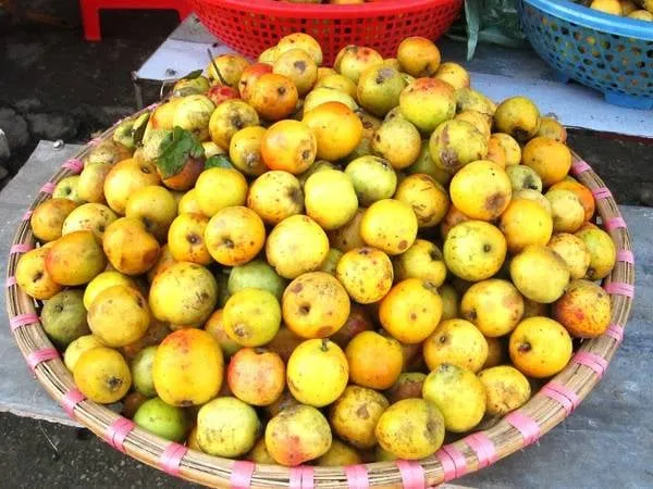 Táo mèo Tú Lệ chín rộ vào dịp giữa mùa thu.