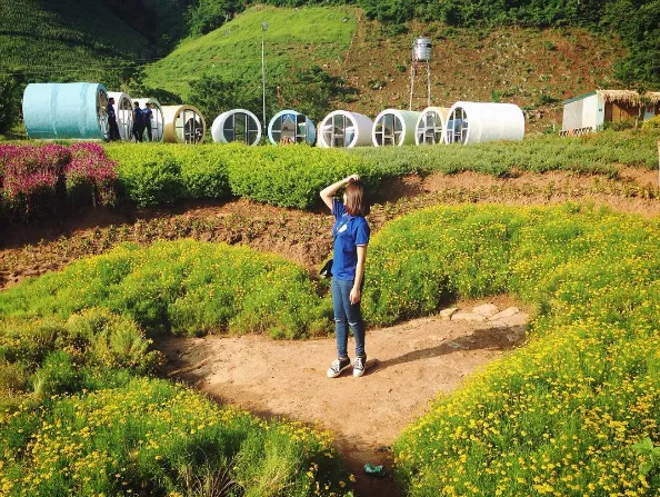 Thảm hoa hình trái tim tại Mộc Châu Happy Land