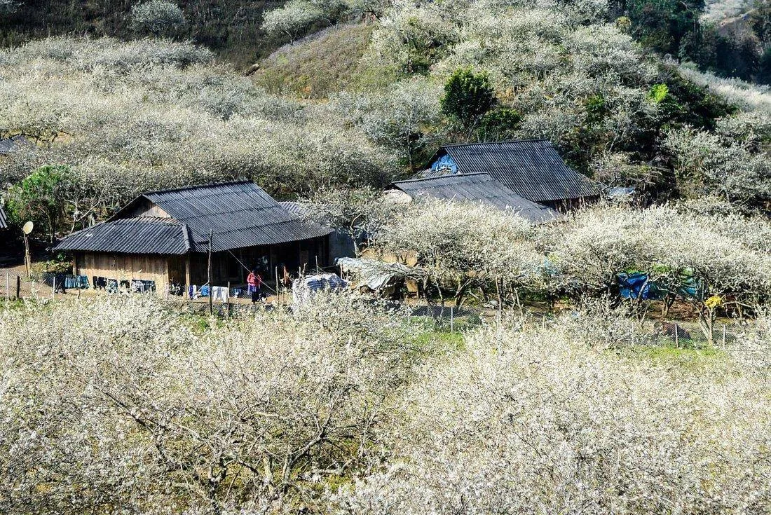 Thăm thung lũng mận Nà Ka