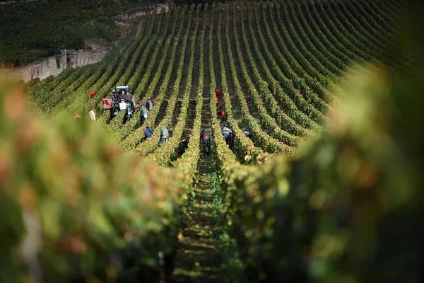 Thu hoạch nho tại trang trại Armand Rousseau, Gevrey-Chambertin, Pháp. Ảnh: Eric Feferberg/AFP/Getty