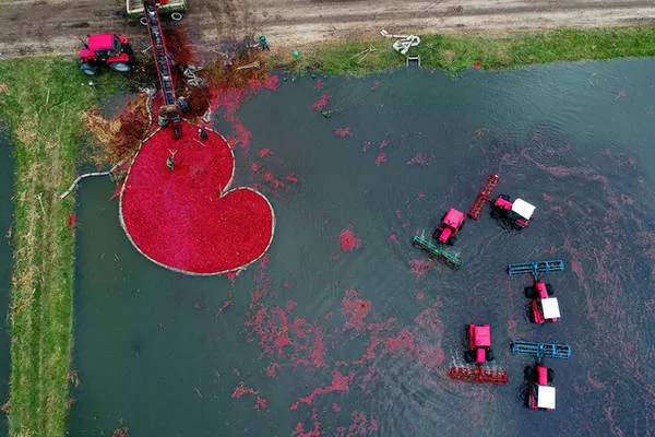 Thu hoạch quả Nam việt quất bằng máy bay không người lái tại làng Selishche, Belarus. Ảnh: Sergei Gapon/AFP/Getty
