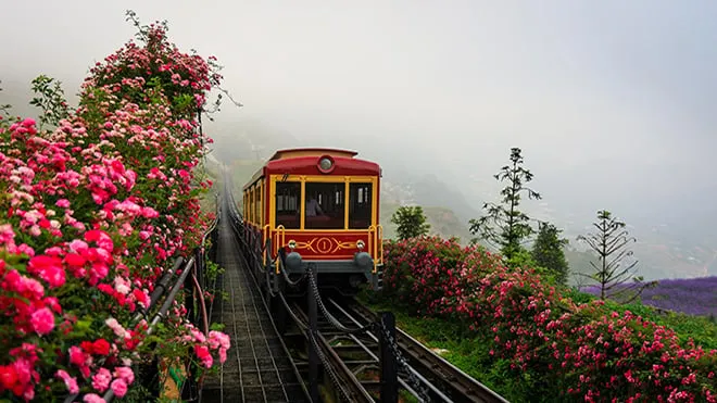 Thung lũng hoa hồng lớn nhất Việt Nam. Ảnh: Thể thao và Văn hóa.