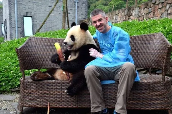 Tình nguyện viên đang chăm sóc gấu trúc tại Panda Ark