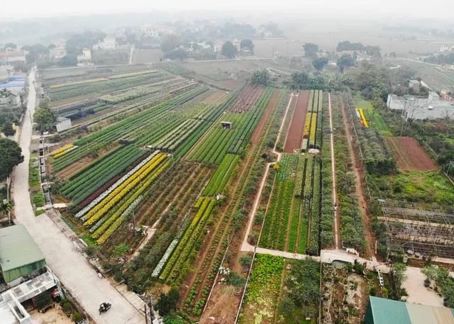 Toàn cảnh làng hoa Phù Vân. Ảnh: Dân Trí.