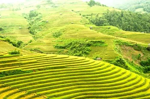 Toàn cảnh ruộng bậc thang Mù Cang Chải mùa lúa chín. Ảnh: Minh Đức.