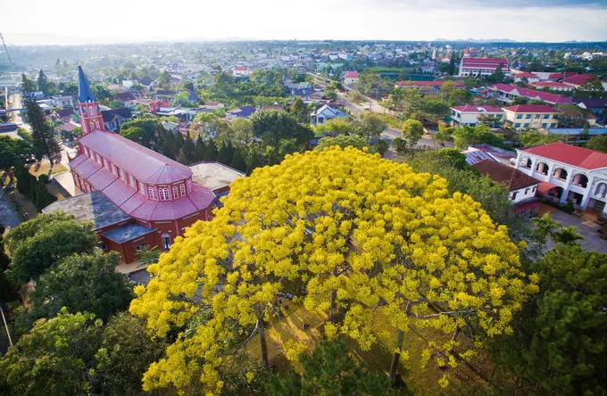 Toàn cảnh thành phố Bảo Lộc với điểm nhấn là sắc vàng rực rỡ của hoa phượng vàng.