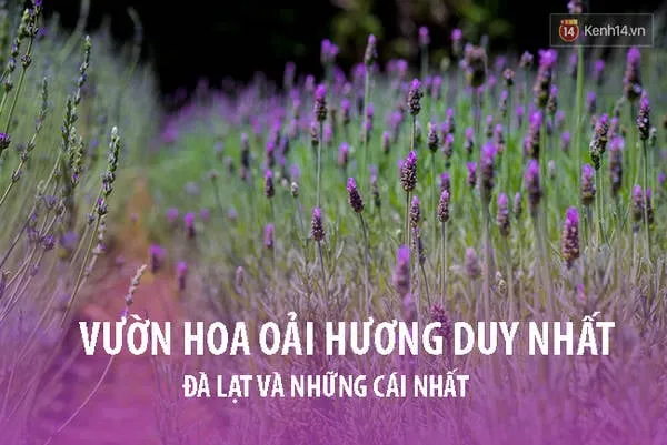 Toàn cảnh thành phố Đà Lạt