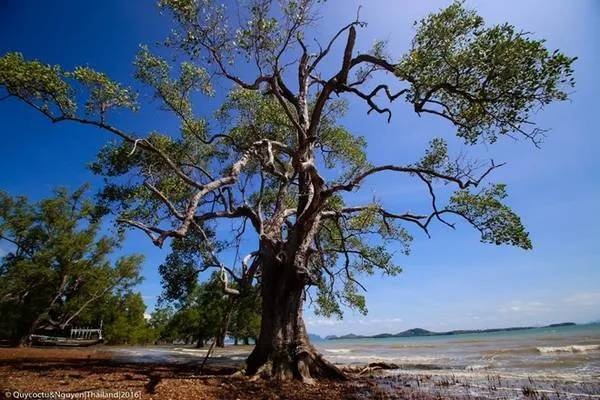 Toàn cảnh vịnh Maya, Koh Phi Phi, Thái Lan.