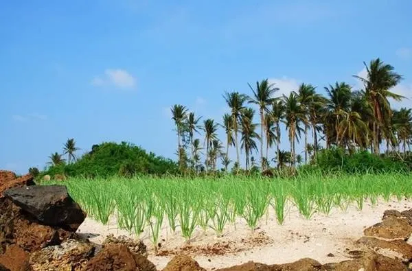 Tỏi Lý Sơn