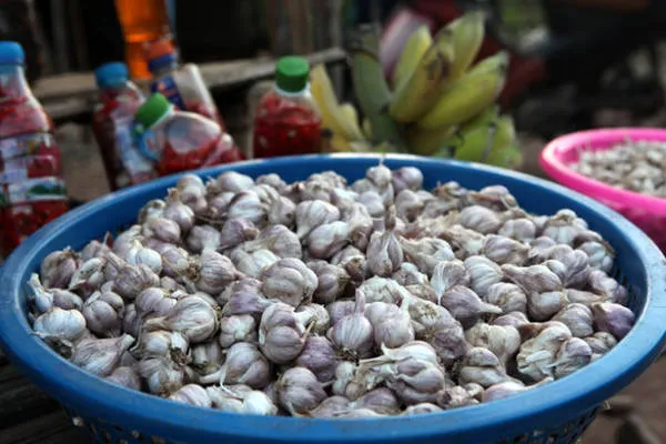 Tỏi tía Chiềng Đông