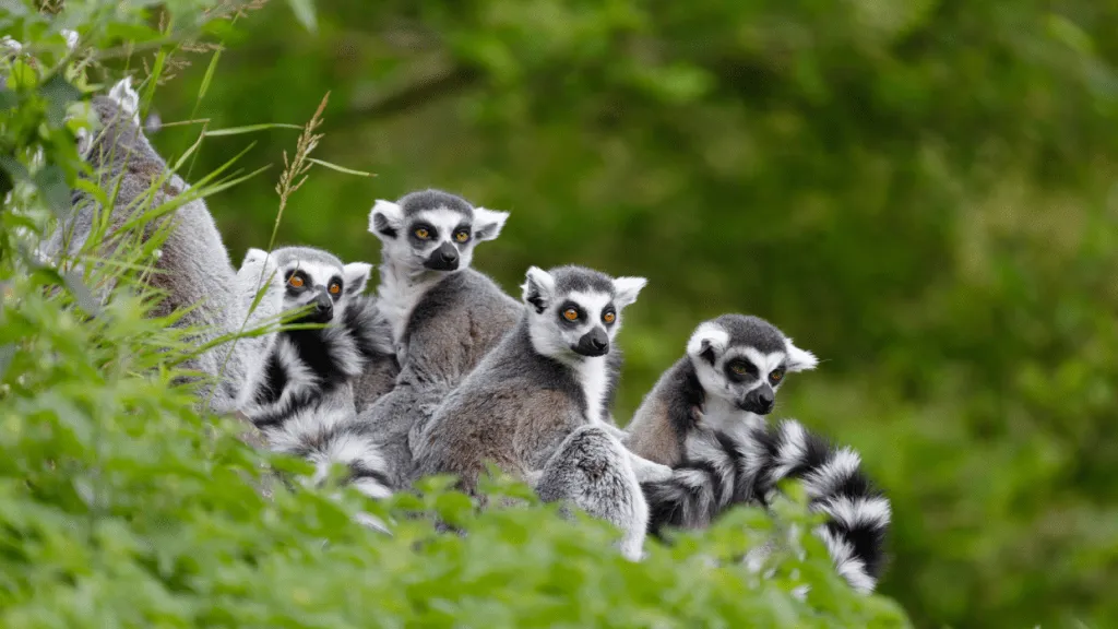 tour mauritius madagascar ivivu 1