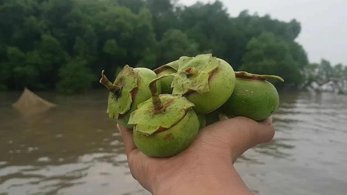 Trái bần