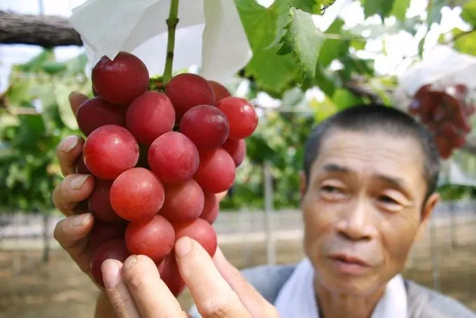 Trái cây và rau xanh được coi trọng trong chế độ ăn của người Nhật.