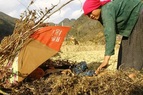 Trẻ em tham gia giúp đỡ gia đình trong công việc đồng áng