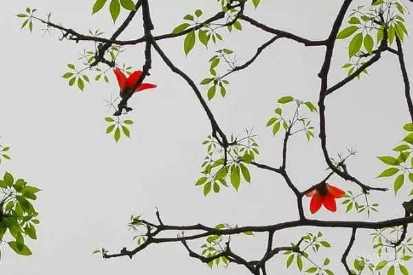 Trẻ em thường chơi đùa và nhặt hoa gạo làm đồ chơi