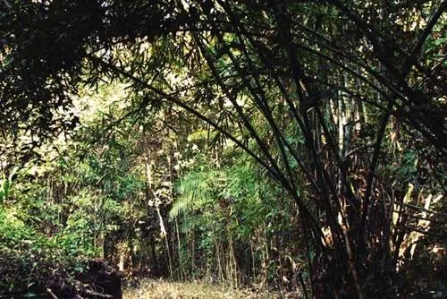 Tre lồ ô ven đường