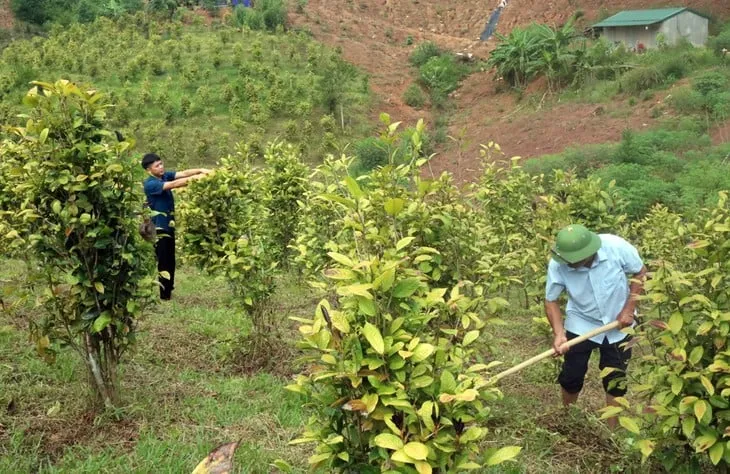 Trồng cây trà hoa vàng. Ảnh: Báo Quảng Ninh