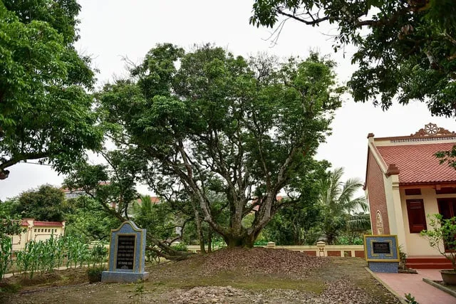 Vải thiều Thanh Hà. Ảnh: VTV.