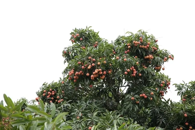 Vải thiều Thanh Hà sai trĩu quả. Ảnh: Báo Công An Nhân Dân.