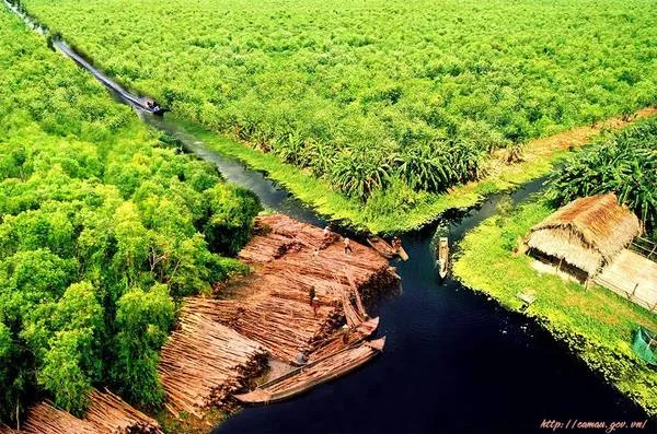 Vận chuyển tràm lên thuyền ở U Minh. Ảnh: camau.gov.vn