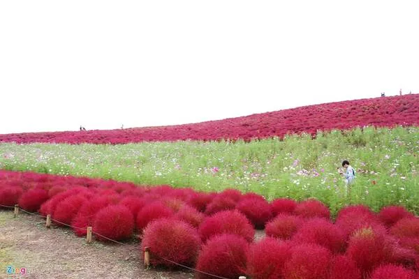 Vào mùa thu, bạn có thể dễ dàng bắt gặp cỏ Kochia được trồng ở nhiều nơi tại Nhật Bản.