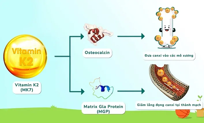 Vitamin K2 có rất nhiều tác dụng tốt